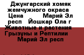 Джунгарский хомяк жемчужного окраса › Цена ­ 100 - Марий Эл респ., Йошкар-Ола г. Животные и растения » Грызуны и Рептилии   . Марий Эл респ.